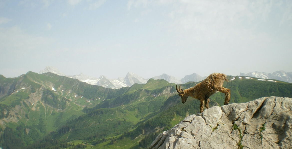mountain